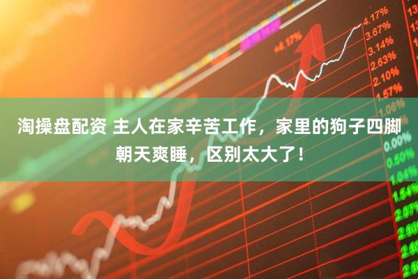 淘操盘配资 主人在家辛苦工作，家里的狗子四脚朝天爽睡，区别太大了！